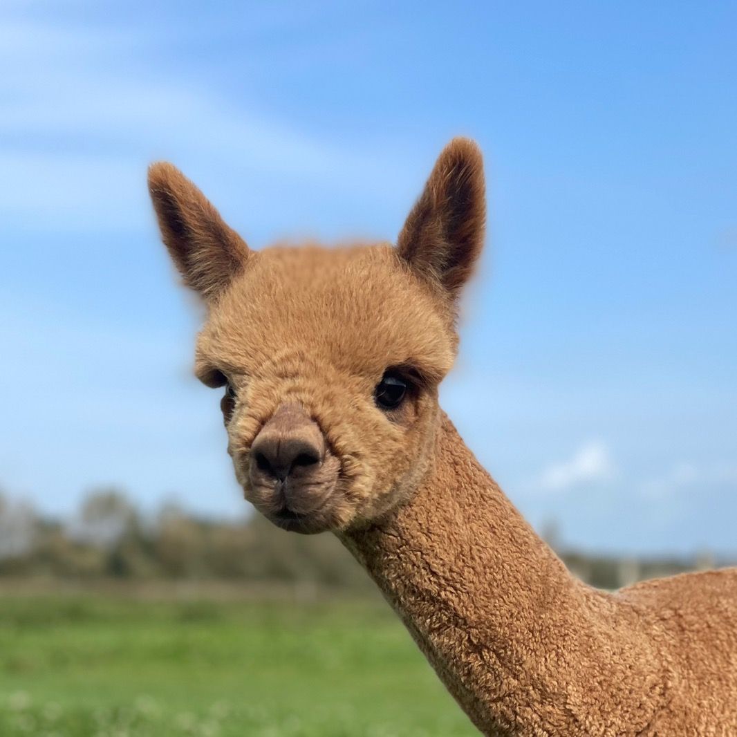 Natterjack Alpacas